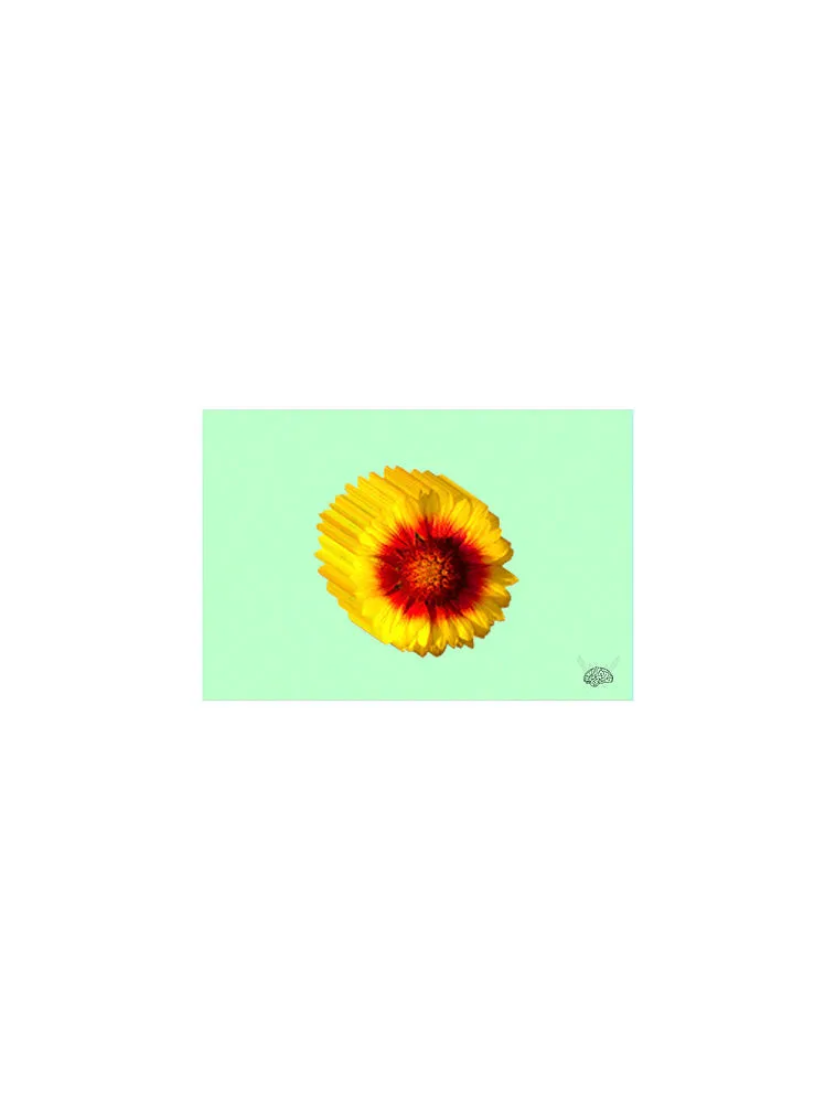 Gaillardia 5x7" Postcard PRINT