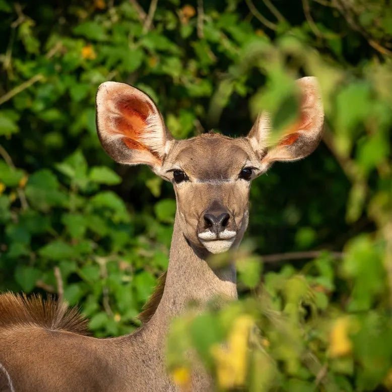 "Well"cation - bounti in Botswana Trip | Luxury Suite, Sharing Room